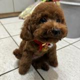 由 coon0123442-13122 (刊登 ID 1348423511，圖片 1) 提交，位於 的 (類別：)，說明：。