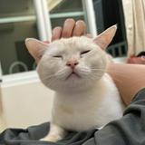 由 edithwuuuu (刊登 ID 1385988879，圖片 1) 提交，位於 的 (類別：)，說明：。