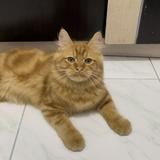 (Kategori: ) berada di . Dikirim oleh oyenowi (ID iklan 1383278134, Gambar 1). Deskripsi: .
