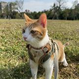 由 viling (刊登 ID 1381985696，圖片 1) 提交，位於 的 (類別：)，說明：。