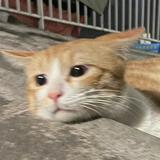 由 yumik_ (刊登 ID 1342800928，圖片 1) 提交，位於 的 (類別：)，說明：。
