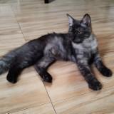 (Category: ) located in . Submitted by ac3.d22 (Listing ID 1369086315, Image 1). Description: .