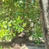 (Category: ) located in . Submitted by sgpokestop (Listing ID 1363078785, Image 1). Description: .