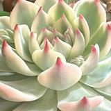 (Category: ) located in . Submitted by flowermaniac (Listing ID 1283280644, Image 1). Description: .