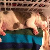 (Category: ) located in . Submitted by charlotte_alexandra16 (Listing ID 1355688014, Image 1). Description: .
