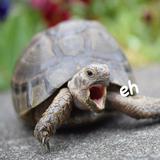 (Category: ) located in . Submitted by ehtortortoise (Listing ID 1327645473, Image 1). Description: .