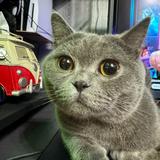 由 hairball (刊登 ID 1378994118，圖片 1) 提交，位於 的 (類別：)，說明：。