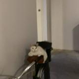 (Category: ) located in . Submitted by snoreeee (Listing ID 1308776669, Image 1). Description: .