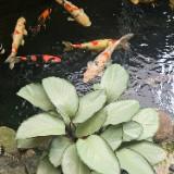 (Kategori: ) berada di . Dikirim oleh bangali09 (ID iklan 1383083473, Gambar 1). Deskripsi: .