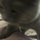(Category: ) located in . Submitted by lovsar4 (Listing ID 1385510452, Image 1). Description: .