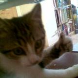 (Category: ) located in . Submitted by luciww_ (Listing ID 1384906903, Image 1). Description: .