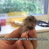 (Category: ) located in . Submitted by hamsterwithabrokenarm (Listing ID 1446308737, Image 1). Description: .