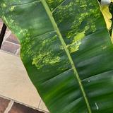 (Category: ) located in . Submitted by indaylisa (Listing ID 1374405963, Image 1). Description: .