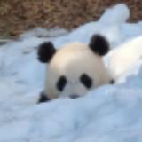由 mitayj (刊登 ID 1383631096，圖片 1) 提交，位於 的 (類別：)，說明：。
