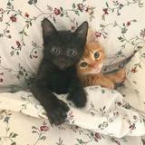 (Category: ) located in . Submitted by catto_ (Listing ID 1384074920, Image 1). Description: .