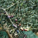 (Kategori: ) berada di . Dikirim oleh oliveoillover (ID iklan 1384659362, Gambar 1). Deskripsi: .