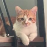 (Kategori: ) berada di . Dikirim oleh orange_tabby (ID iklan 1349540019, Gambar 1). Deskripsi: .