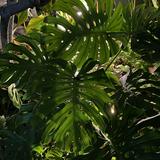 (Category: ) located in . Submitted by pgwplants (Listing ID 1375592352, Image 1). Description: .