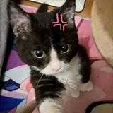 頭像