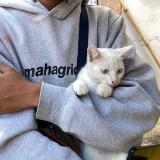 (Kategori: ) berada di . Dikirim oleh swadikhapp004 (ID iklan 1384233982, Gambar 1). Deskripsi: .