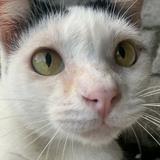 (Kategori: ) berada di . Dikirim oleh adoptm3__ (ID iklan 1381866687, Gambar 1). Deskripsi: .