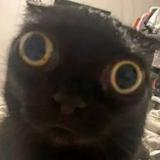 (Category: ) located in . Submitted by good_stuffzz (Listing ID 1385892046, Image 1). Description: .
