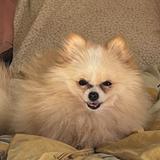 (Category: ) located in . Submitted by jhonaabillar (Listing ID 1386249802, Image 1). Description: .