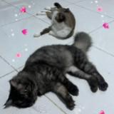 (Kategori: ) berada di . Dikirim oleh bumiandmorris (ID iklan 1385939555, Gambar 1). Deskripsi: .