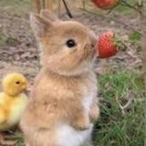 (Category: ) located in . Submitted by somebunny (Listing ID 1367003537, Image 1). Description: .