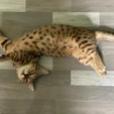 (Category: ) located in . Submitted by izzielieya (Listing ID 1394092290, Image 1). Description: .