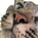 (Category: ) located in . Submitted by keisnotokay (Listing ID 1460371165, Image 1). Description: .