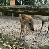 （分類：）位於 。 由 nofckingway 提交（商品編號 1312823751，圖片 1）。簡介： 。