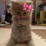 (Category: ) located in . Submitted by _lianaa_ (Listing ID 1461294862, Image 1). Description: .