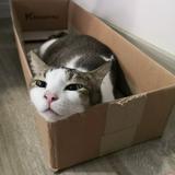 (Category: ) located in . Submitted by meowzii (Listing ID 1364610634, Image 1). Description: .