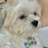 (Category: ) located in . Submitted by robithedog (Listing ID 1374576648, Image 1). Description: .