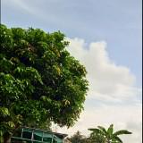 (Kategori: ) berada di . Dikirim oleh for.unow (ID iklan 1372331162, Gambar 1). Deskripsi: .