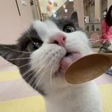 由 serena_0906 (刊登 ID 1382997754，圖片 1) 提交，位於 的 (類別：)，說明：。