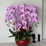 (Category: ) located in . Submitted by yourshoppingparadise (Listing ID 1347471891, Image 1). Description: .