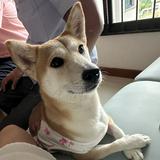 (Category: ) located in . Submitted by ashleylim27 (Listing ID 1381023607, Image 1). Description: .