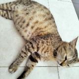 (Kategori: ) berada di . Dikirim oleh abiprelovee (ID iklan 1371007142, Gambar 1). Deskripsi: .