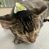 (Category: ) located in . Submitted by ja_m_es (Listing ID 1378812959, Image 1). Description: .