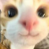 (Category: ) located in . Submitted by amekyuu (Listing ID 1379237035, Image 1). Description: .