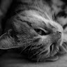 由 angelcat0119 (刊登 ID 1381755046，圖片 1) 提交，位於 的 (類別：)，說明：。