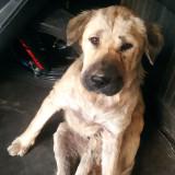 由 wei.dog (刊登 ID 1127747059，圖片 1) 提交，位於 的 (類別：)，說明：。