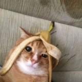 (Category: ) located in . Submitted by cssybrgn_ (Listing ID 1375631585, Image 1). Description: .