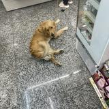 由 ddddd467oo (刊登 ID 1374431185，圖片 1) 提交，位於 的 (類別：)，說明：。