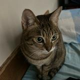 （分類：）位於 。 由 vwvmandyvv 提交（商品編號 1363126271，圖片 1）。簡介： 。