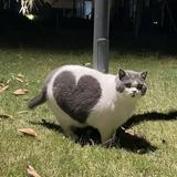(Category: ) located in . Submitted by mmmmhm (Listing ID 1351953152, Image 1). Description: .