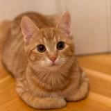 (Kategori: ) berada di . Dikirim oleh my_pumpkin (ID iklan 1375290374, Gambar 1). Deskripsi: .