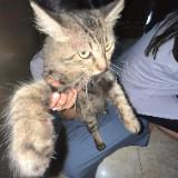 (Kategori: ) berada di . Dikirim oleh sasaprelov (ID iklan 1352067754, Gambar 1). Deskripsi: .